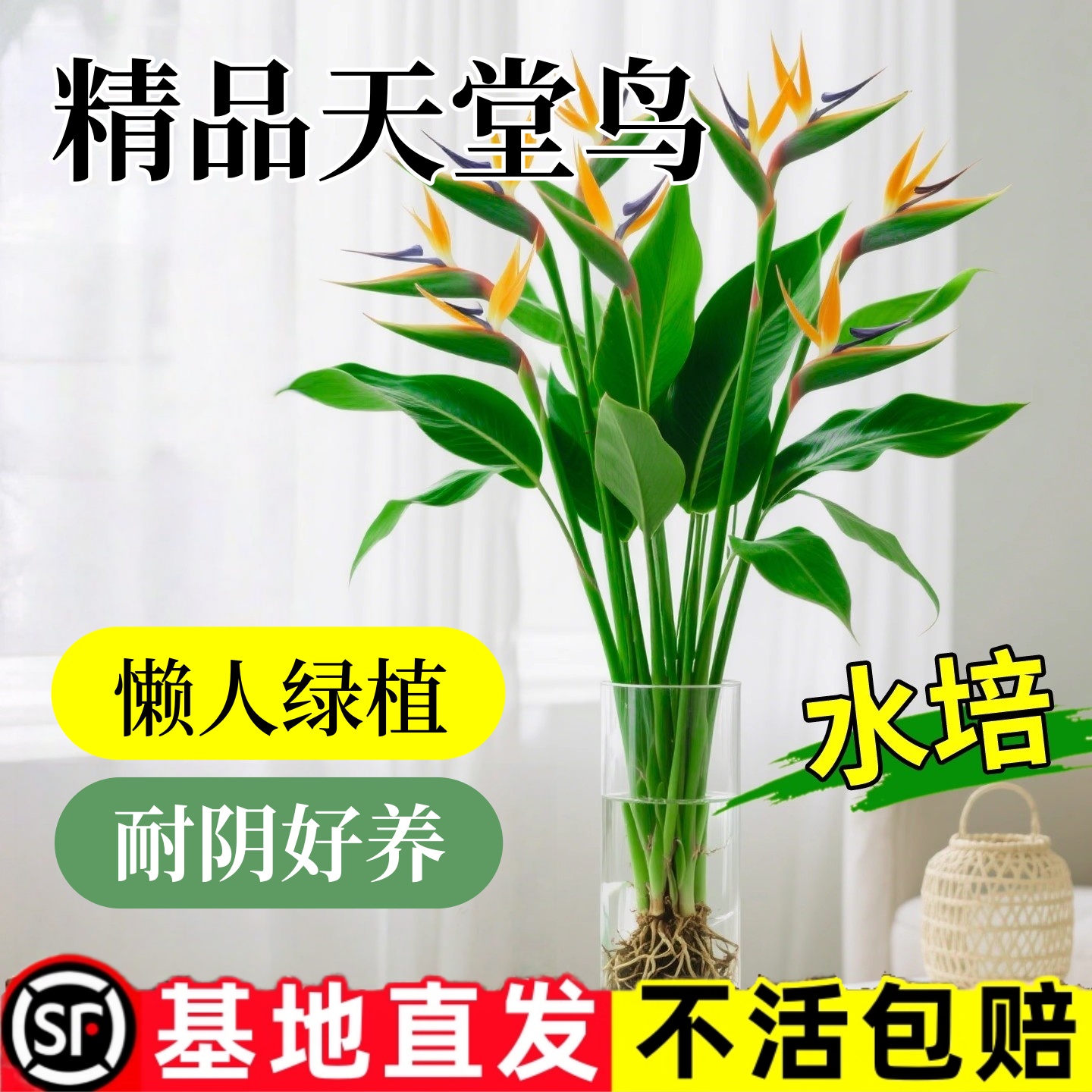 【室内摆设专家】天堂鸟无土纯水培植物室内好养花卉易活桌面绿植