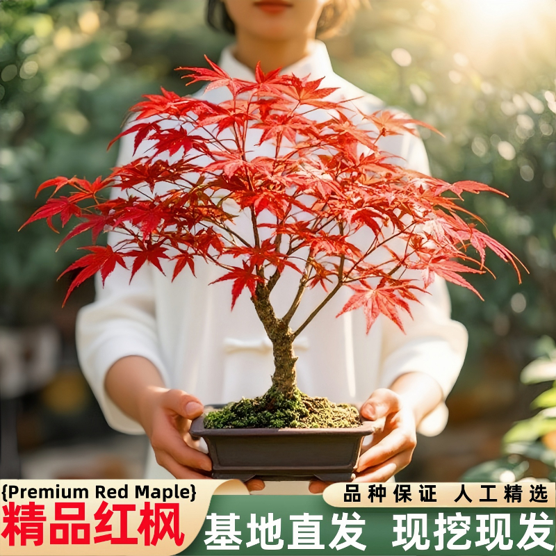 红枫树盆栽日本红舞姬老桩室内客厅庭院中国红栽四季矮化盆景耐寒