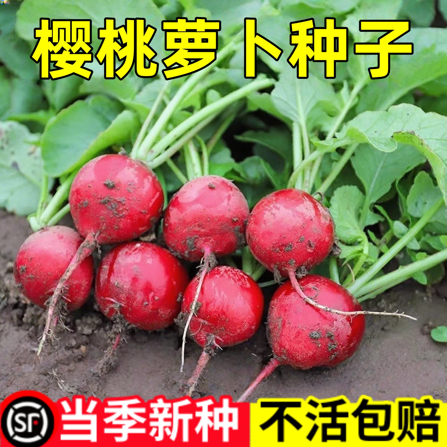 樱桃萝卜种子水果小萝卜种沙窝早熟阳台庭院高产蔬菜种子四季播种