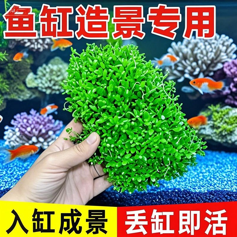 爬地矮珍珠水草日本趴地矮珍珠水草植物生态鱼缸造景专用净化水质