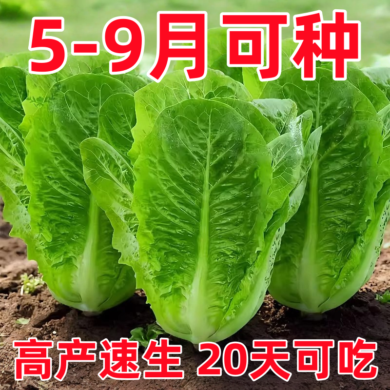 孔雀菜种子罗马生菜种孑四季沙拉菜种籽四季种植耐寒阳台盆栽蔬菜