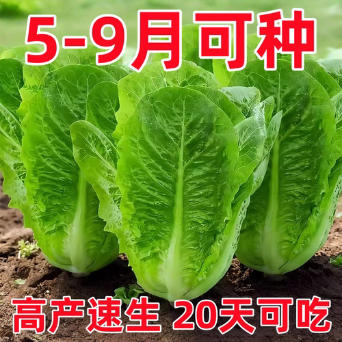孔雀菜种子罗马生菜种孑四季沙拉菜种籽四季种植耐寒阳台盆栽蔬菜