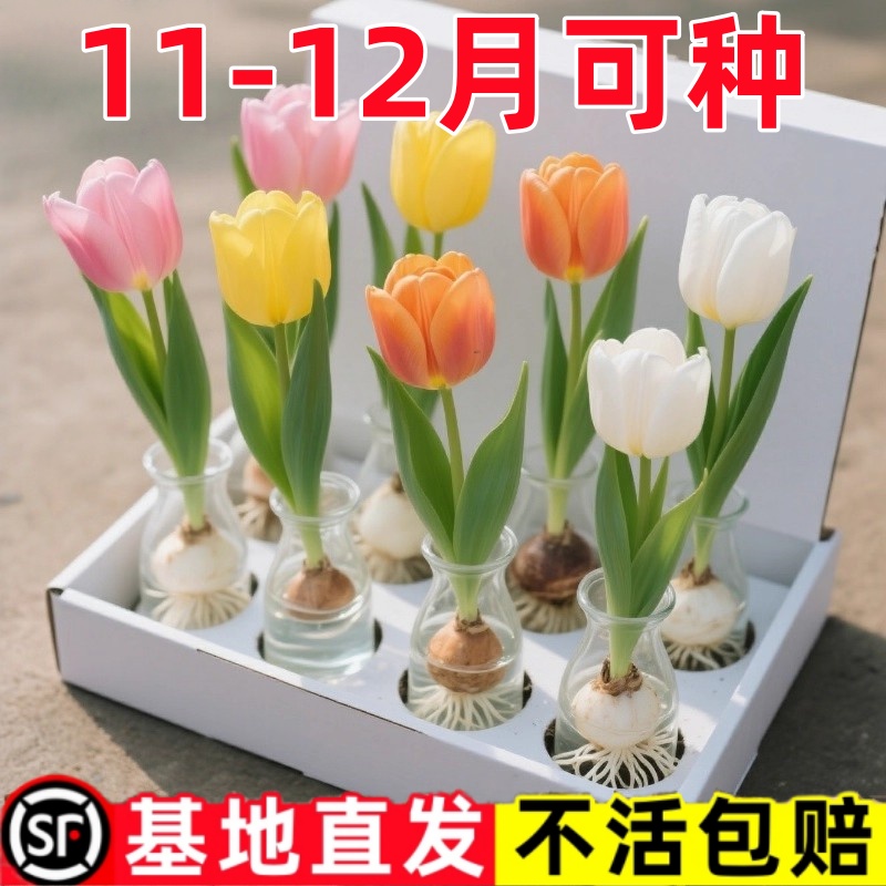 郁金香种球水培花卉植物室内花四季花开好养盆栽花苗土培水养好活