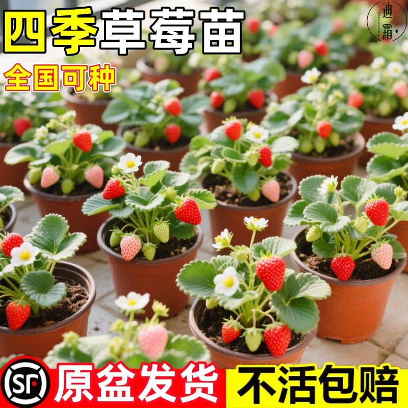 四季奶油草莓苗盆栽原盆原土南北室内外阳台庭院种植可食用草莓苗