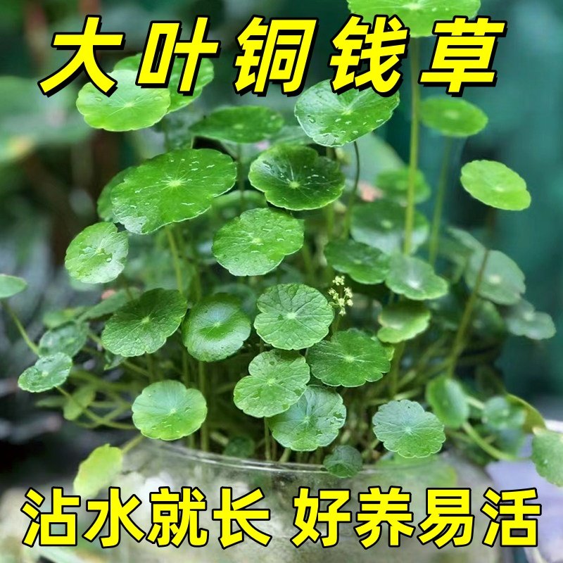 精品大叶铜钱草水培植物金钱草盆栽水养绿植办公室内好养客厅旺宅,鲜花速递/花卉仿真/绿植园艺,水生植物,淘宝优惠券,粉丝福利购,淘宝优惠卷