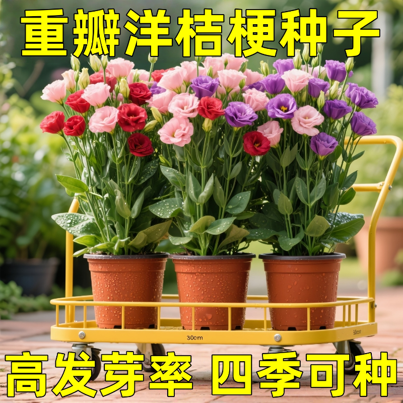 重瓣混色洋桔梗花种子好养开花易活南北方室内外秋冬耐寒花卉种籽