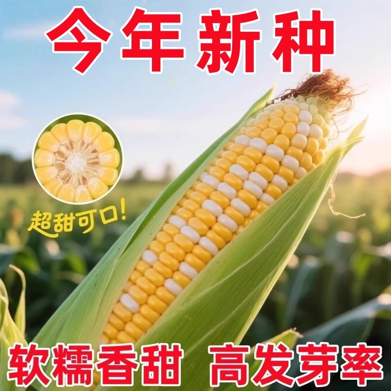 水果玉米种子超甜高产特大脆甜糯玉米种子优质早熟四季播种植籽孑,鲜花速递/花卉仿真/绿植园艺,种苗/半成品盆栽,淘宝优惠券,粉丝福利购,淘宝优惠卷