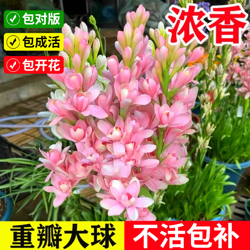 晚香玉带花苞特大号重瓣大花球根