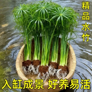 鱼缸专用水竹水培植物和鱼共养净化水质水草乌龟缸造景绿植旱伞草