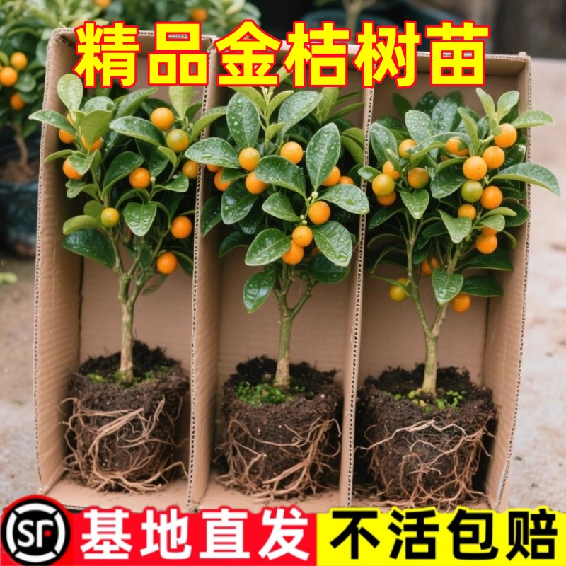 金桔树盆栽可食用室内四季脆皮橘子树苗客厅植物花卉绿植盆景好养