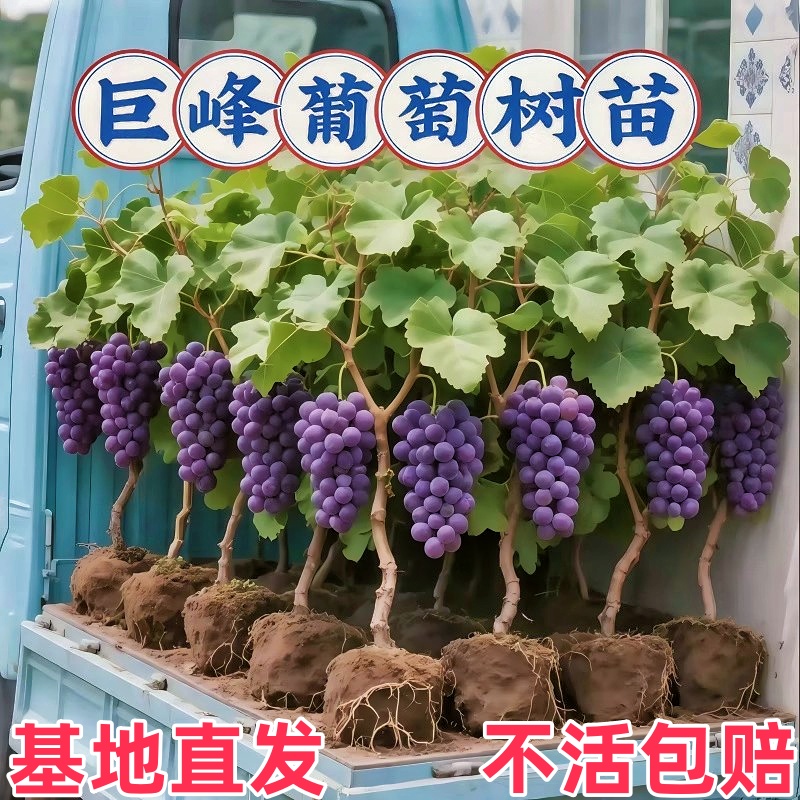 巨峰老桩葡萄树苗原盆原土爬藤果树果苗南北方种植盆栽当年结果