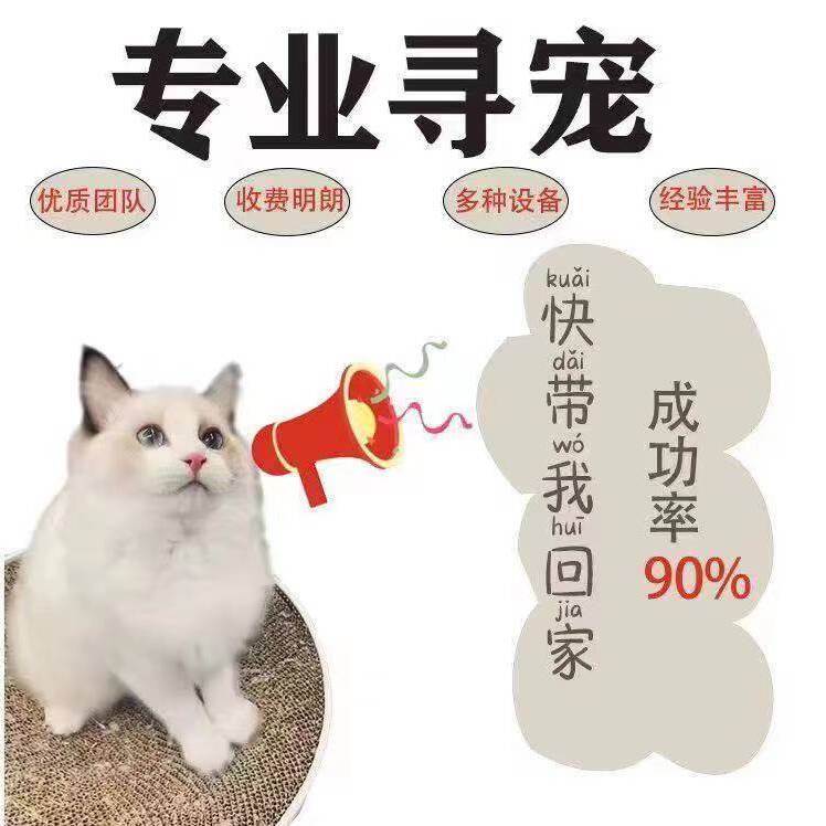 专业找猫找狗找宠物寻找找东西丢猫狗丢失技巧专业团队上门服务