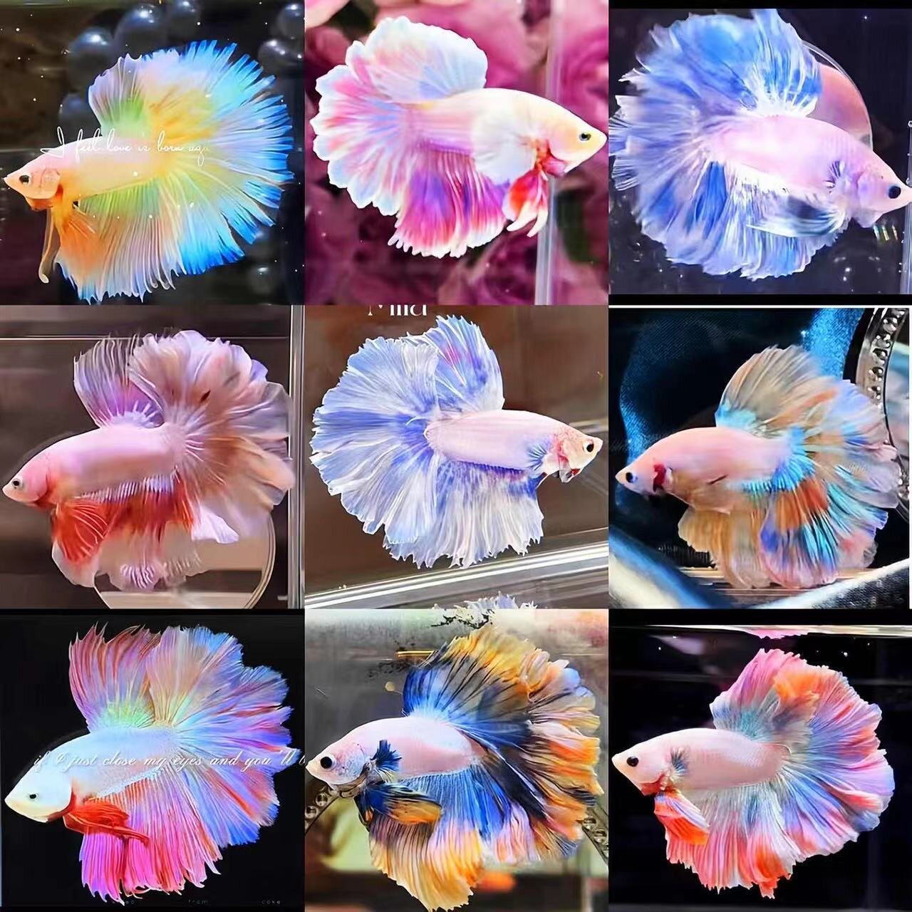 泰国斗鱼马尾狮王红半月将军斗鱼观赏鱼热带鱼淡水母斗鱼好养易活