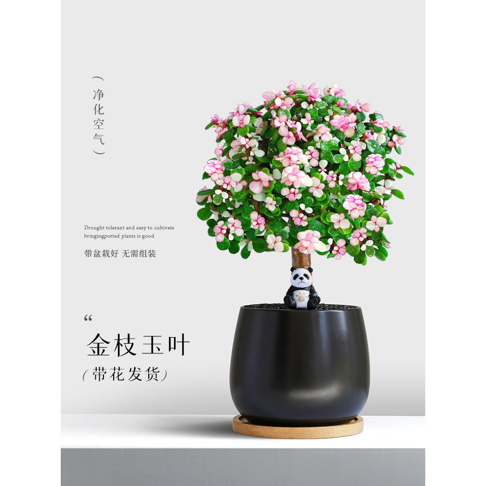 金肉枝玉叶0408栽室内盆绿植老桩棒棒糖卉造型肉花好养耐旱多肉植