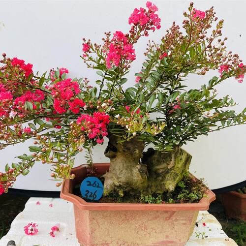 精台品红桌花金紫UJM薇老桩树桩盆盆栽面阳掌中宝景百日红花卉