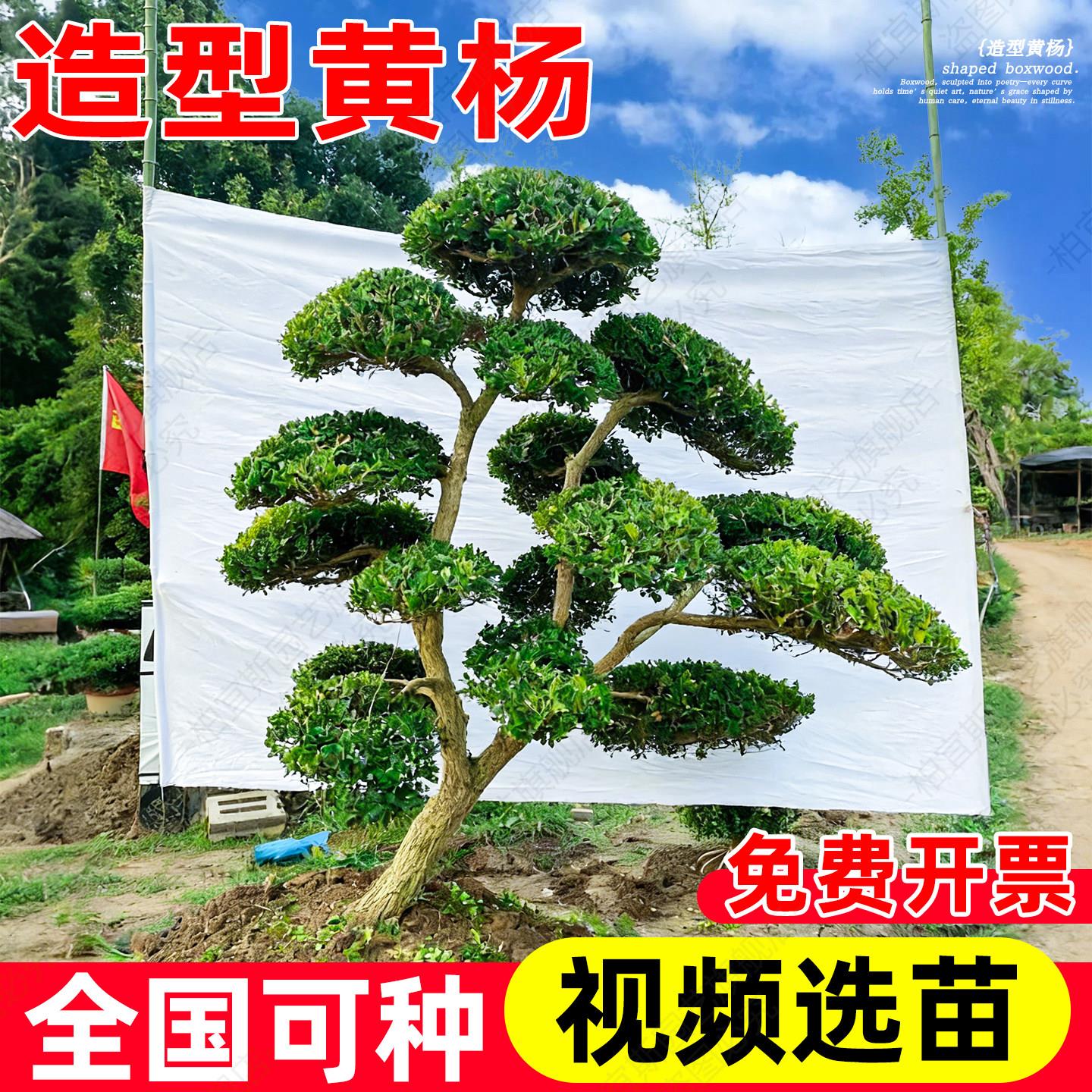 黄盆杨造型树大瓜子黄杨老桩桩景庭院别墅造型杨绿化植物小叶黄树
