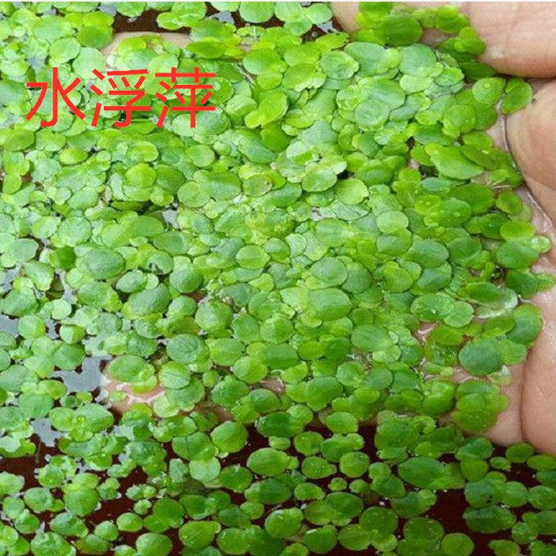 萍水水葫芦养鱼龟虾水生草水培浮物植芙蓉养鱼缸SZU造景四季净化