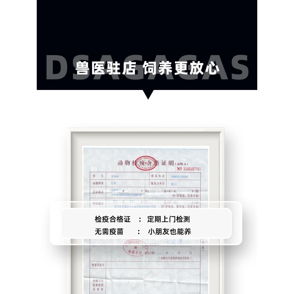 奇卷丝毛黑波黑波利毛纹长金丝神熊波利纹熊上手小宠物金鼠活物