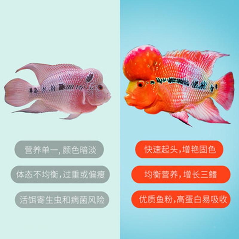 仟湖傲深二代寿星头罗汉鱼起头增色专用红瑞神日增红饲料正品鱼食