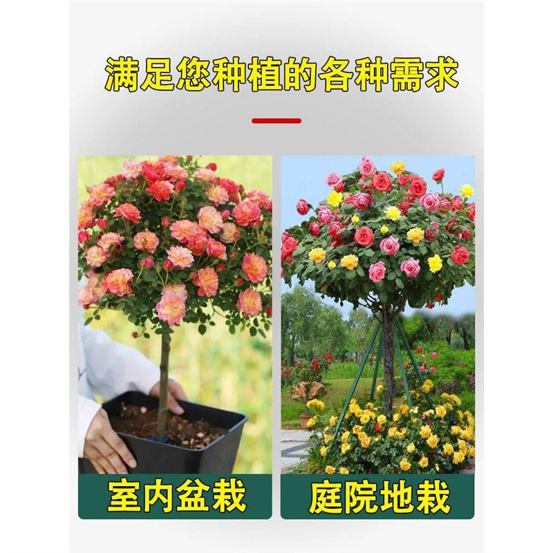 嫁接棒棒糖树桩月季花苗四季开花卉室外阳台盆栽植物玫瑰带花好养
