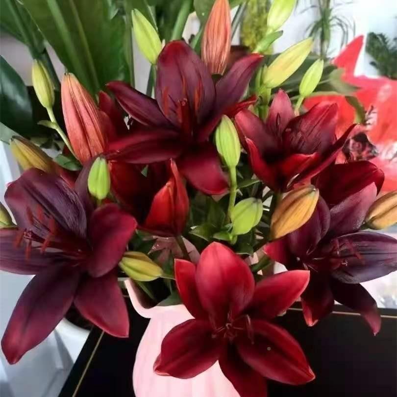 花黑宝石亚百合亚洲斗南水NGI养家鲜花地花卉市场批云南直发基用