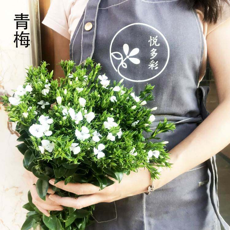 【青梅】昆明基地鲜花 家居婚庆花束装饰石竹 青梅鲜切花