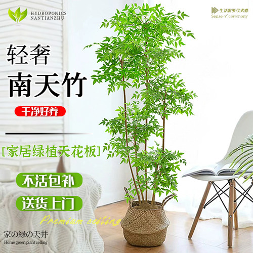 速发南地竹盆天客厅绿植室内大型观叶植物真树老桩造景落栽式真花