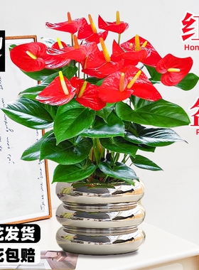 速发四掌盆栽带花大叶红季开花卉绿植物简约客厅旺宅鸿室当头办公