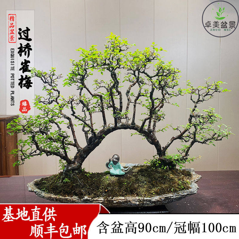 小叶榆树盆景绿植摆件雀梅栀子花石蜡室内外客厅高端造型盆栽耐活
