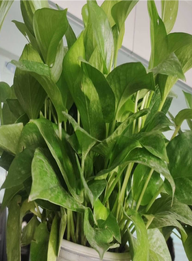 （议价）子6BK1700-2BA00-0AA0 短货期