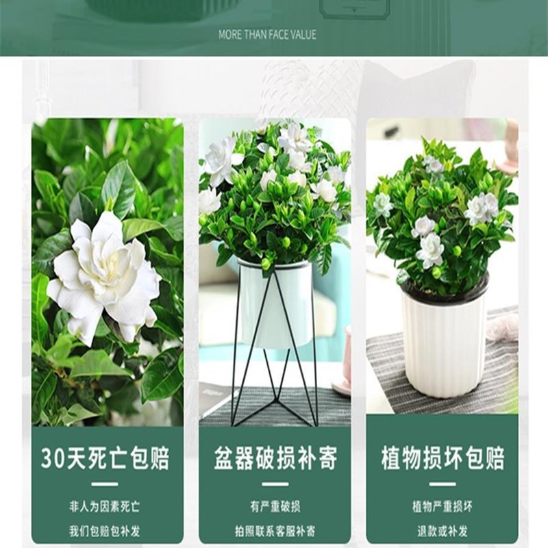热销栀子花盆栽室内水培养殖易好养活花卉花苞绿植观赏绿植牡丹栀