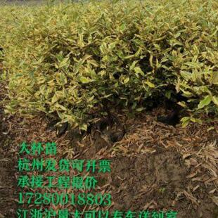 羊奶果苗胡颓子苗羊奶子观花观果观叶金边胡秃子球埃比胡秃子球