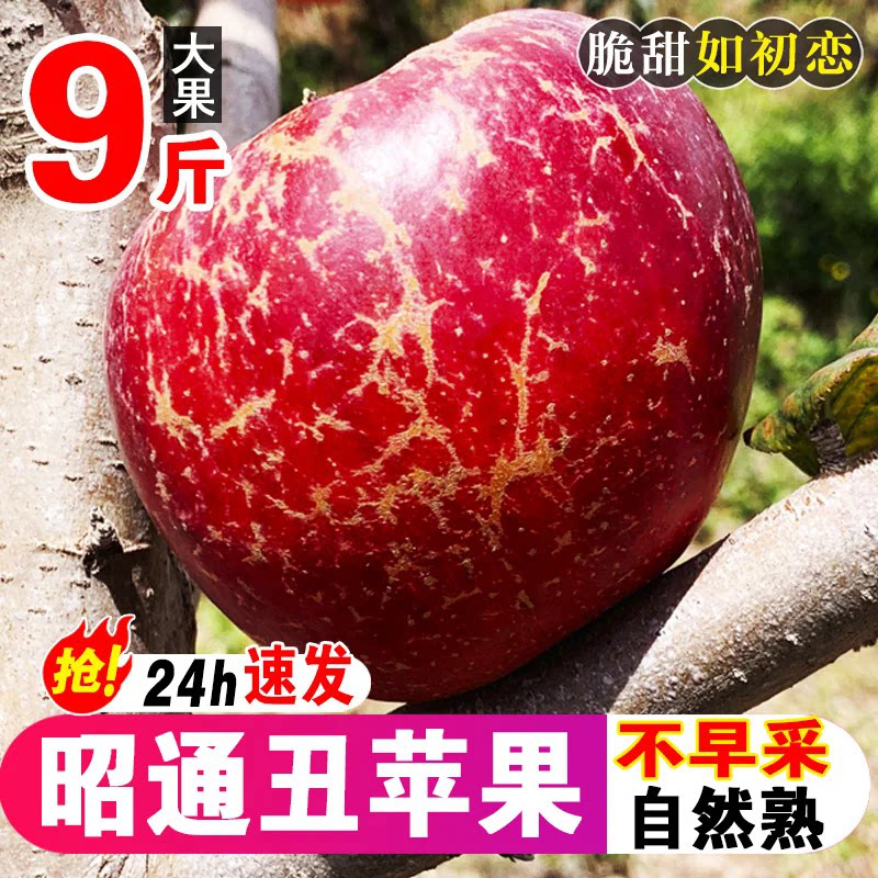 正宗云南昭通市糖心丑苹果