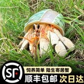 顺丰陆生寄居蟹活体好养新手入门宠物活物淡水桌面观赏蟹懒人宠物