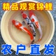 耐寒好养耐活易存活风水鱼 冷水淡水鱼 纯种锦鲤 大型多色观赏鱼