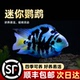 迷你鹦鹉鱼苗观赏鱼耐活小型热带鱼淡水鹦鹉鱼宝蓝白金可繁殖种鱼