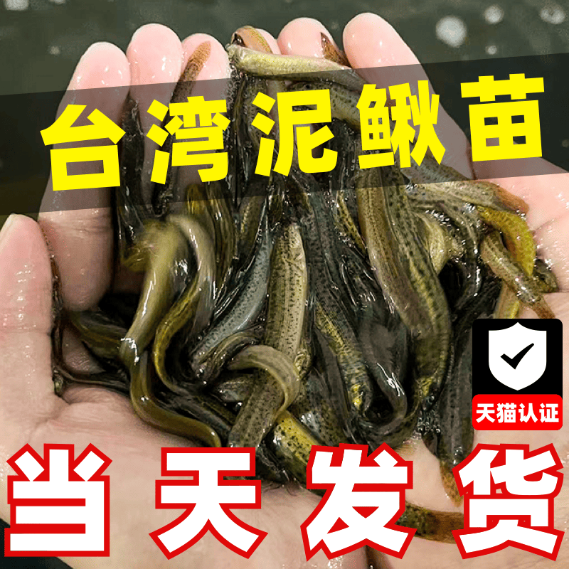 台湾泥鳅苗新鲜幼苗小泥鳅本地活体圆鳅苗活筏钓体青鳅养殖苗顺丰