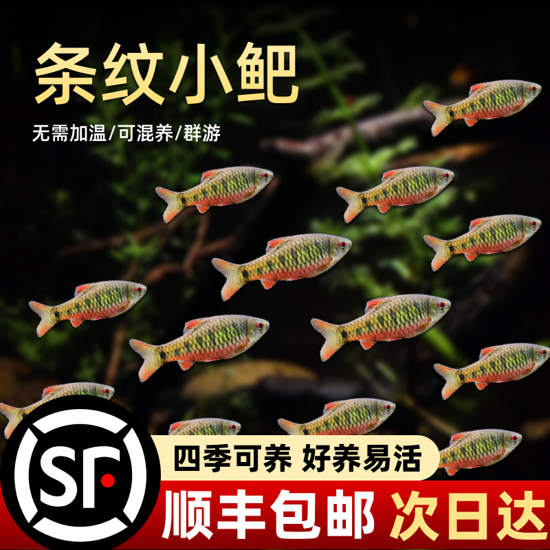 条纹小鲃清洁工鱼群游观赏鱼冷水鱼原生鱼淡水活鱼练手鱼宠物鱼