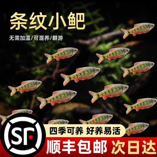 条纹小鲃原生清洁冷水鱼除澡活鱼