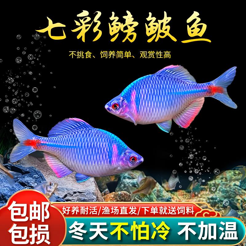 冬季无需加热观赏鳑鲏鱼高体七彩耐寒淡水冷水鱼好养耐活原生鱼