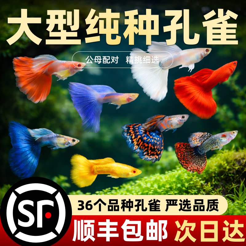 大号孔雀鱼活体热带观赏鱼好养耐活生态小鱼缸精品纯种大尾巴孔雀 - 实物图