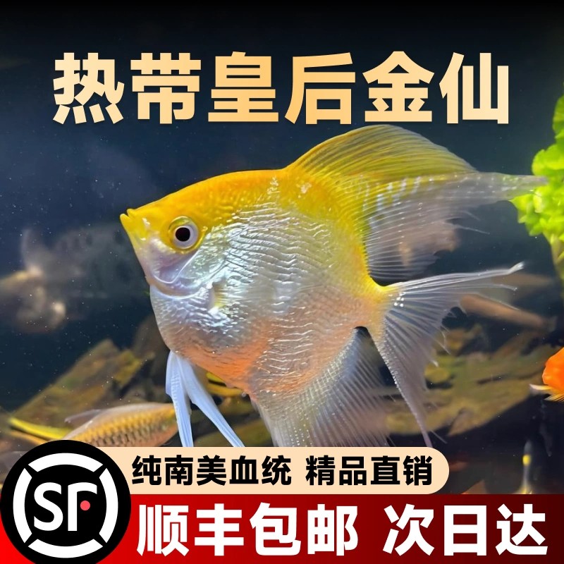 七彩神仙鱼观赏鱼活体热带鱼淡水鱼苗活鱼2至8厘米包邮兴旺风水鱼