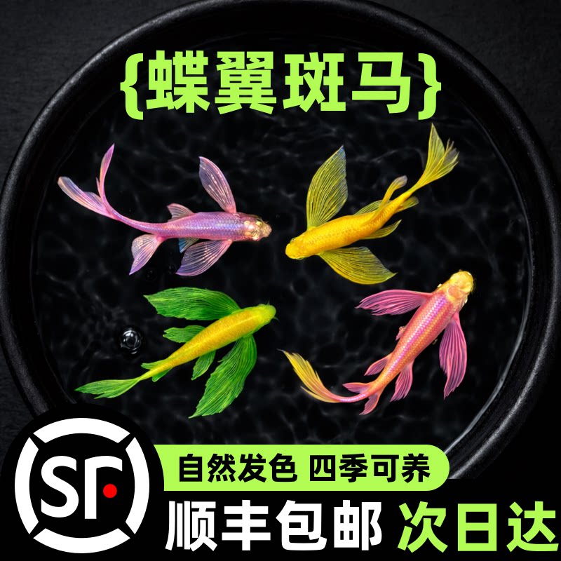 蝶翼斑马鱼长尾长鳍大帆翡翠绿观赏鱼龙凤冷水小型淡水好养小活鱼