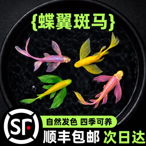 蝶翼斑马鱼长尾长鳍大帆翡翠绿