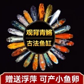 观背青鳉鱼成鱼可产卵星光小型观赏鱼易存活鱼苗孔雀斑马鱼灯科鱼
