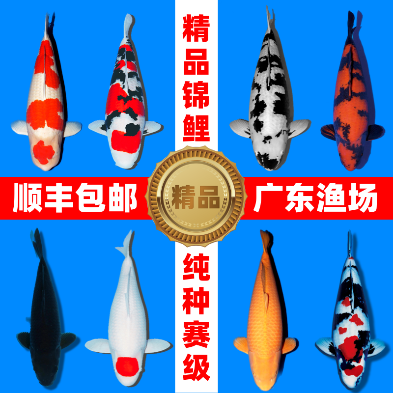 锦鲤鱼活鱼观赏鱼进口日本纯种锦鲤黄金龙凤锦鲤淡水冷水鱼好养