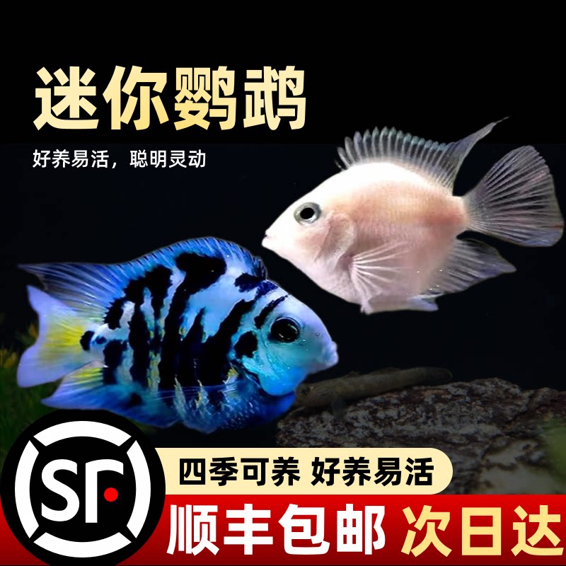 热带观赏鱼迷你鹦鹉鱼苗小型淡水好养活体宝蓝白金种鱼一对繁殖组