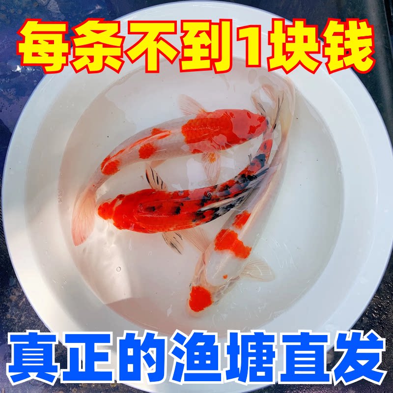 纯种锦鲤 活体观赏鱼 活鱼大型红白冷水淡水鱼好养耐活金鱼红鲤鱼