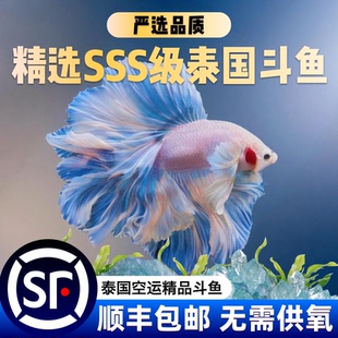 精品好养易活泰国斗鱼漂亮进口宠物活体观赏鱼热带鱼半月狮王活鱼