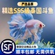 精品好养易活泰国斗鱼漂亮进口宠物活体观赏鱼热带鱼半月狮王活鱼